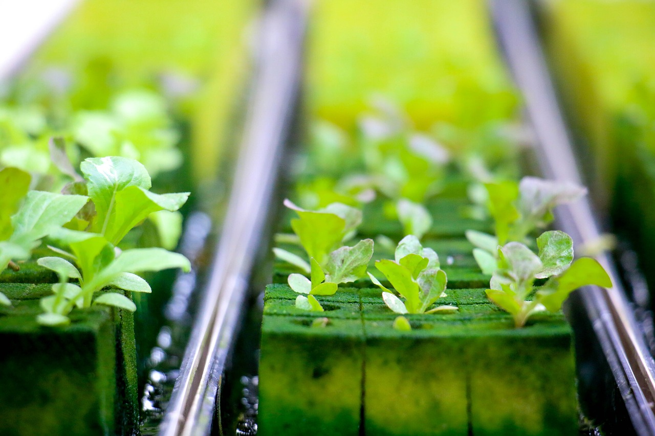 The Role of Hydroponics in Sustainable Farming